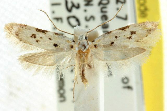 Ischnomorpha charierga