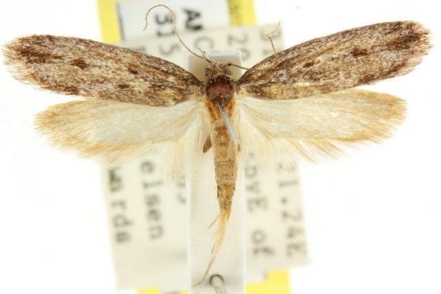 Melanoima pentaspila