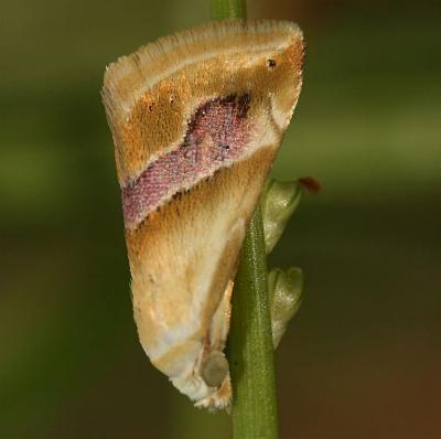 Eublemma roseana