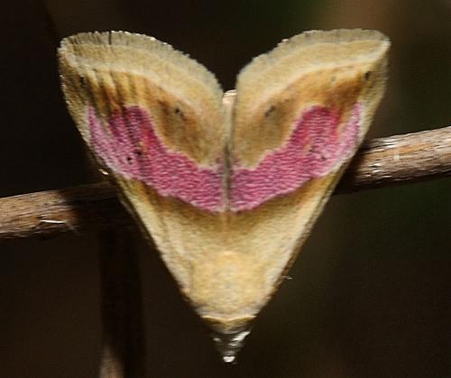 Eublemma roseana