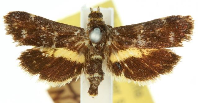 Euthorybeta xanthoplaca