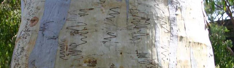 Ogmograptis scribula