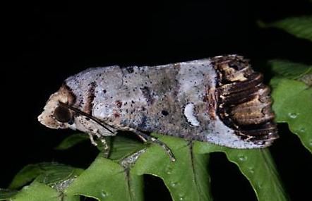 Hypocala affinis