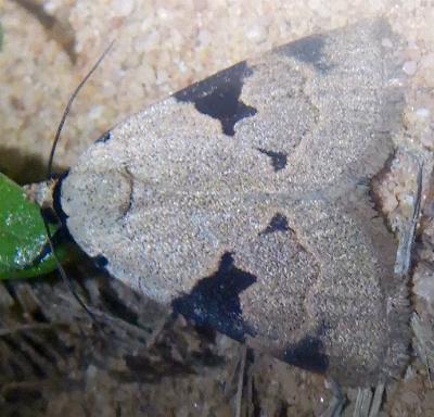 Plecoptera plinthochroa