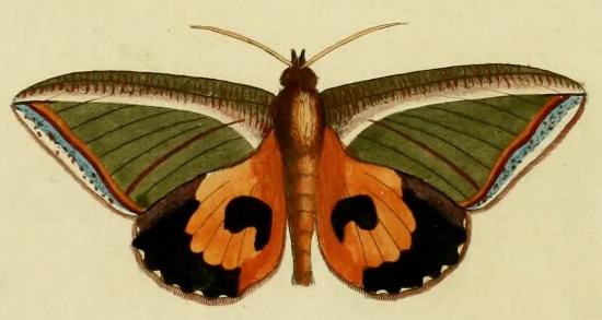 Eudocima salaminia