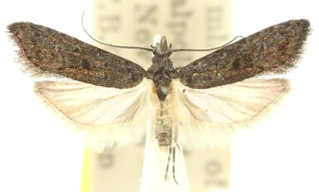 Bondia digramma