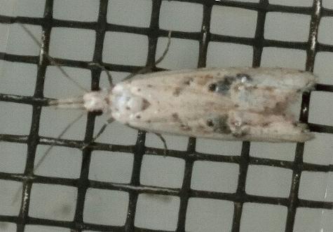Carposina nesolocha