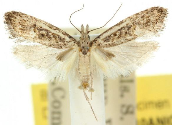 Carposina nesolocha