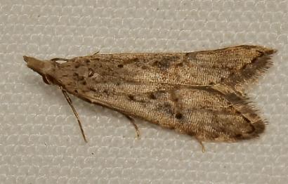 Carposina perileuca