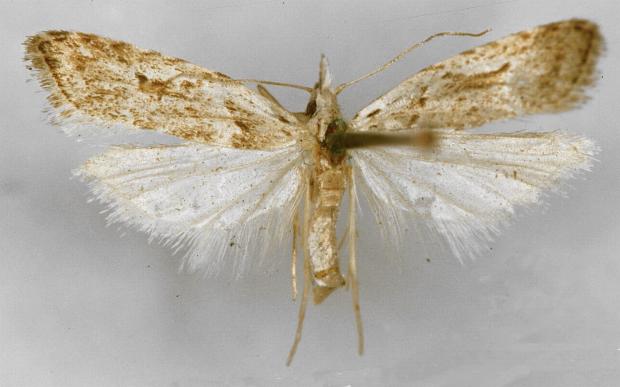 Carposina perileuca