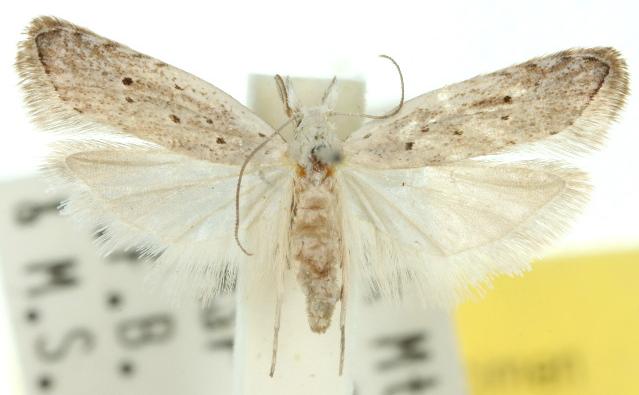 Paramorpha rhachias