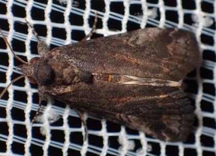 Acanthoprora melanoleuca