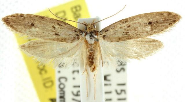 Telanepsia notospila