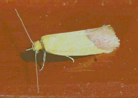 Tachystola stenoptera