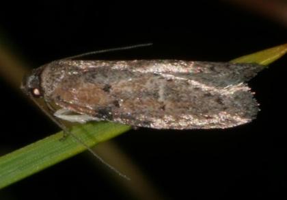 Telanepsia stictocrossa