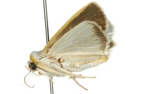 Westermannia argentata