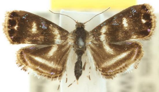 Brenthia albimaculana