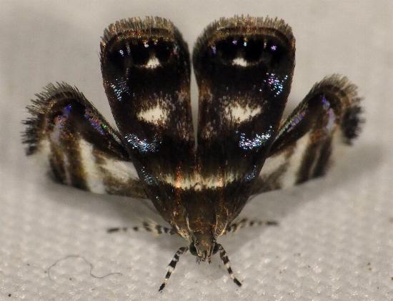 Brenthia albimaculana