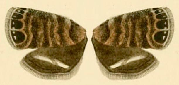 Brenthia quadriforella