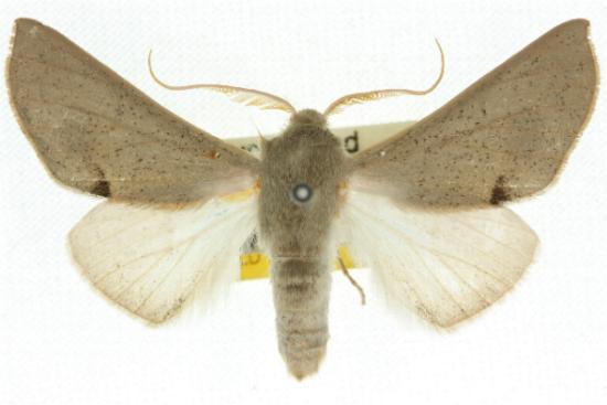 Oenochroma cycnoptera