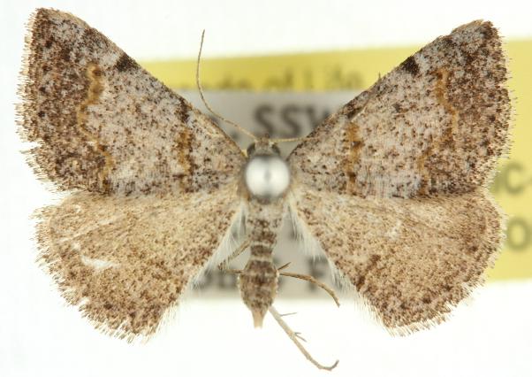 Taxeotis didymosticha
