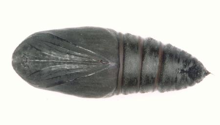 Arhodia lasiocamparia