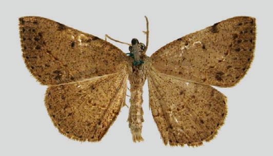 Taxeotis pleurostigma