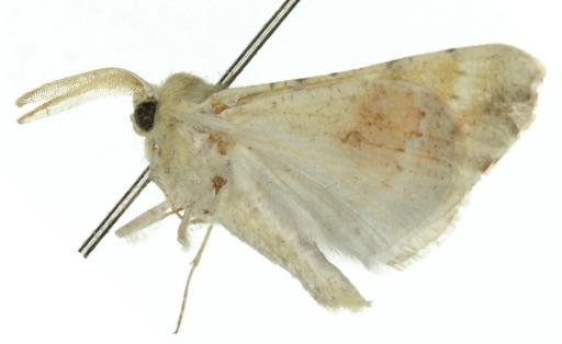 Homospora rhodoscopa