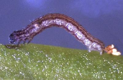 Taxeotis subvelaria
