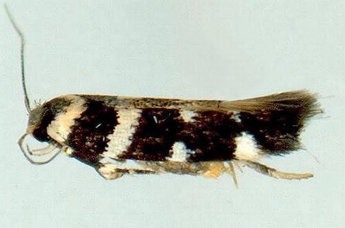 Macrobathra bigerella