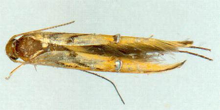 Trachydora chrysodoxa