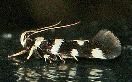 Macrobathra species
