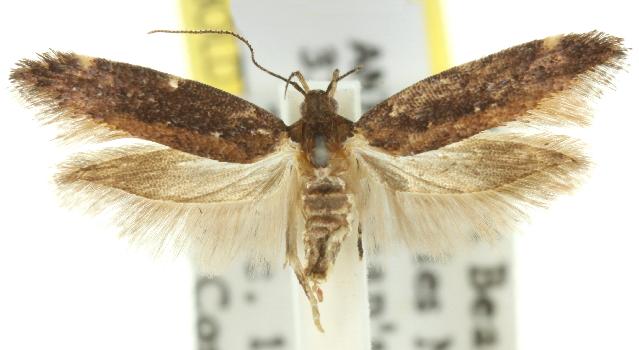 Macrobathra nephelomorpha