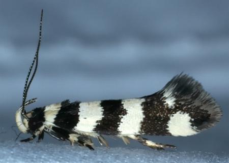 Macrobathra platychroa