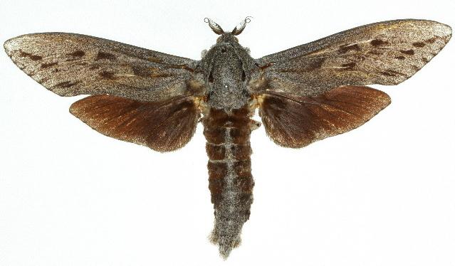 Endoxyla affinis