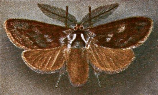 Ptilomacra senex