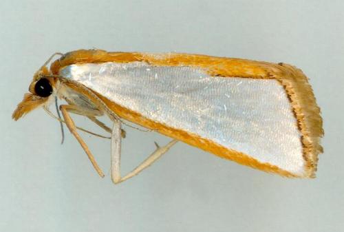 Neargyrioides aglaopis