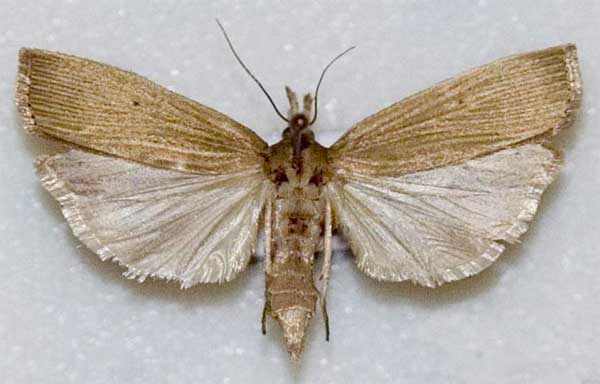 Calamotropha delatalis
