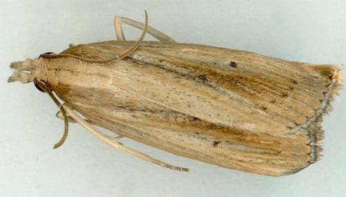 Calamotropha leptogrammellus
