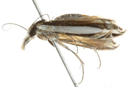 Bleszynskia malacelloides