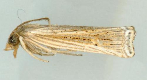 Ancylolomia westwoodi
