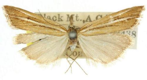 Hednota xylophaea