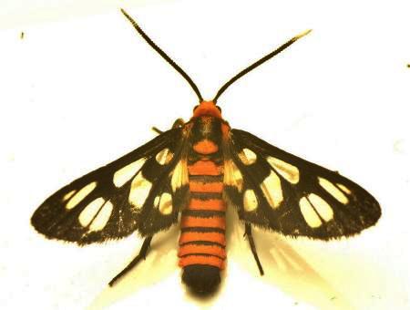 Amata huebneri