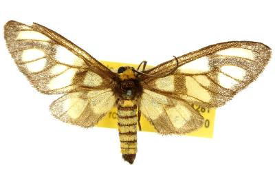 Amata melitospila