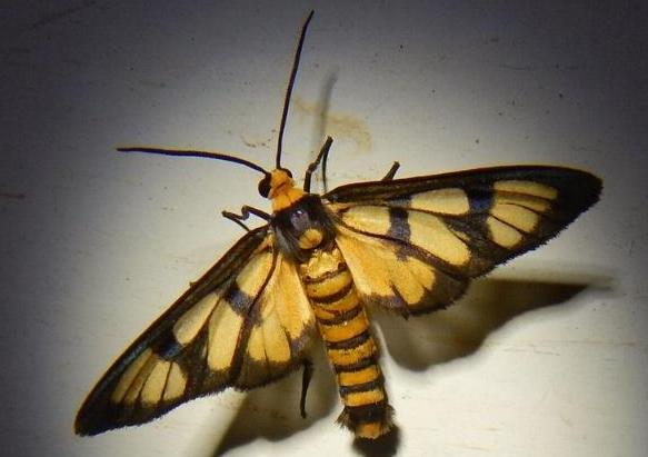 Amata pactolina