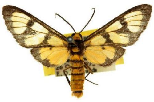 Amata pactolina