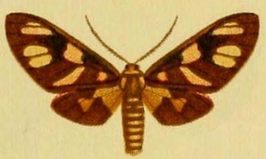 Amata prosomoea
