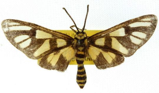 Amata prosomoea