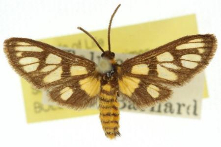 Amata recedens