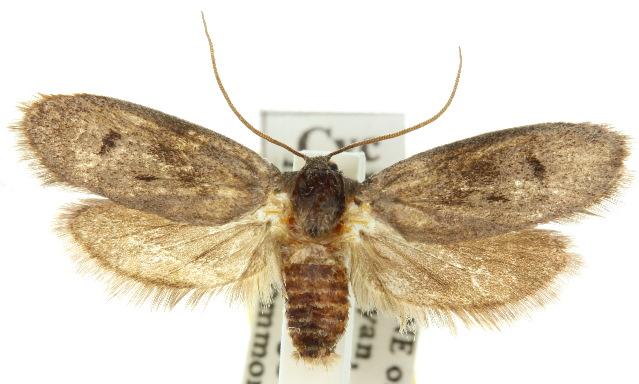 Cyclotorna monocentra